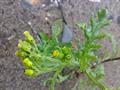 Senecio vulgaris 